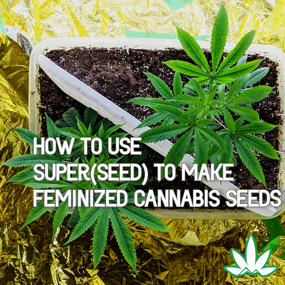 How To Grow Feminized Cannabis
